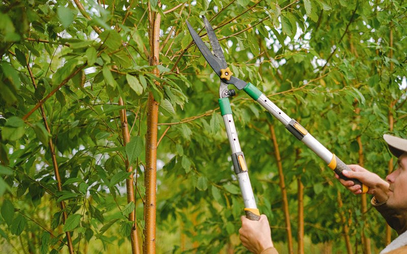 Tree trimming in Galva, IA